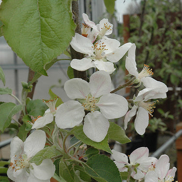 Gala Apple