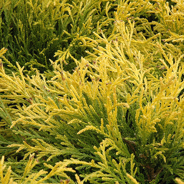 Golden Mop Falsecypress