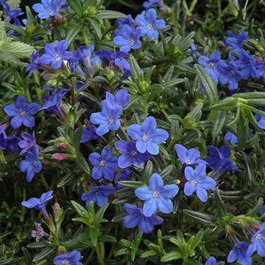 Grace Ward Lithodora