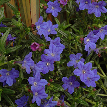 Grace Ward Lithodora