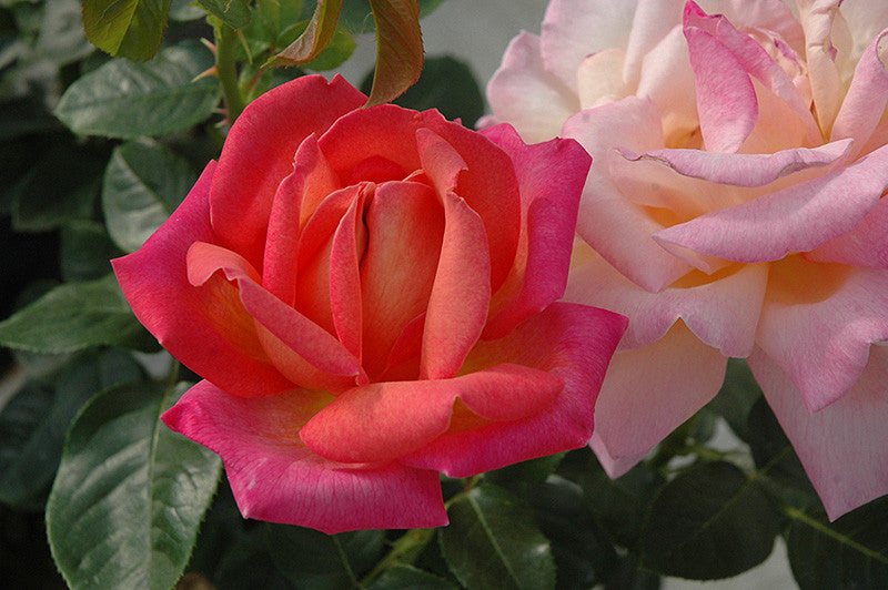 Pike Nursery Chicago Peace Rose - Thumbnail 2