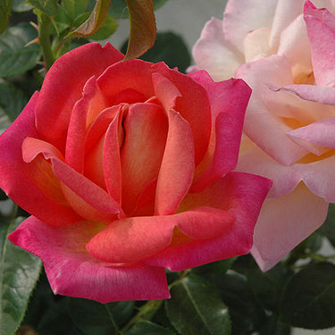 Chicago Peace Rose