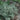 Japanese Painted Fern