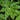 Japanese Fatsia