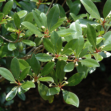 Japanese Cleyera