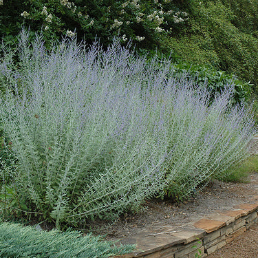 Russian Sage