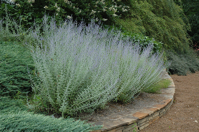 russian house plants Russian Sage – Pike Nursery