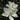 Little Gem Magnolia