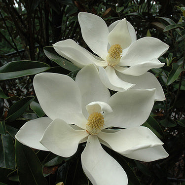 Little Gem Magnolia