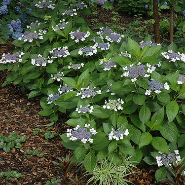 Twist-n-Shout® Hydrangea