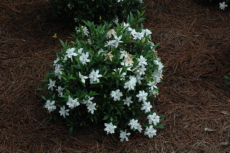 Pike Nursery Gardenia - Thumbnail 2