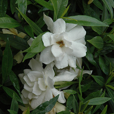 Radicans Miniature Gardenia