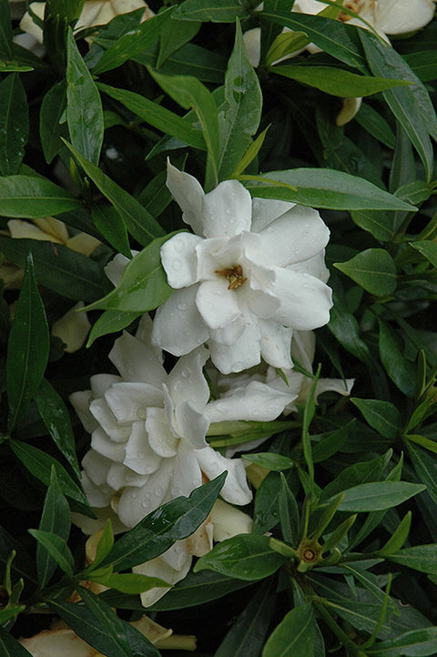 Dwarf Radicans Gardenia Live Plant - Fragrant White Flowers - Low Grower (4" Pot)