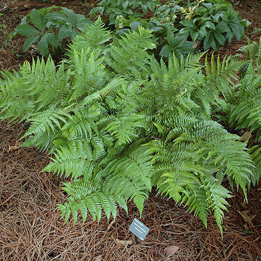 Autumn Fern