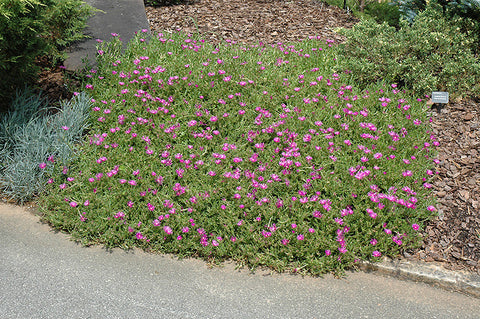 ice plant succulent ground cover Purple Ice Plant – Pike Nursery