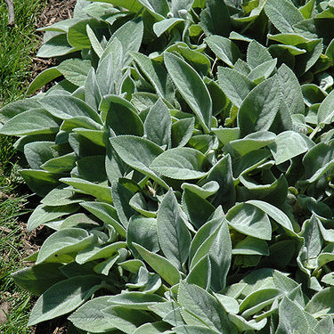 Giant Lamb's Ears