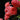 Climbing America Rose