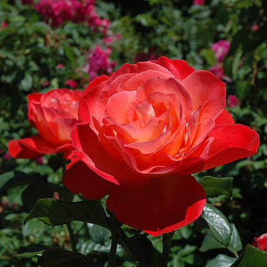 Touch of Class Rose