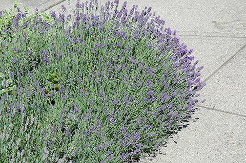 lavendar plant for sale Lavender – Pike Nursery