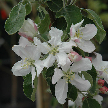 Granny Smith Apple