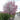 Eastern Redbud