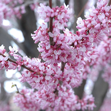 Eastern Redbud