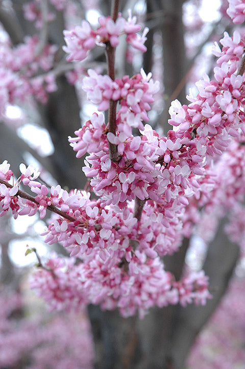 Eastern Redbud