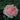 St. Swithun Rose