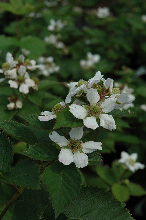 Triple Crown Blackberry