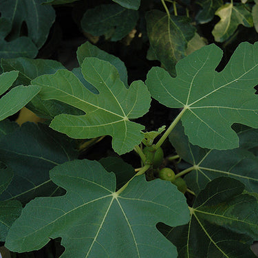Mission Fig