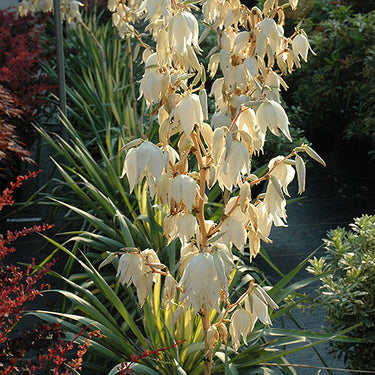 Color Guard Yucca