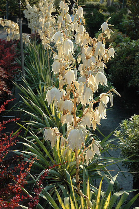 Color Guard Yucca