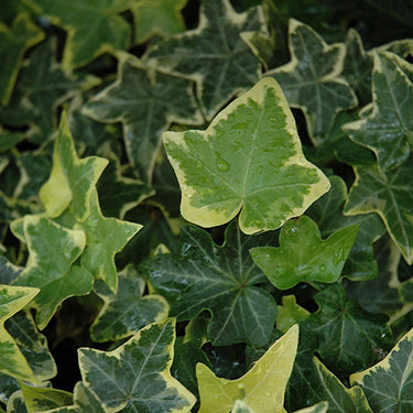 Gold Child Ivy