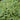 Ascot Rainbow Variegated Spurge