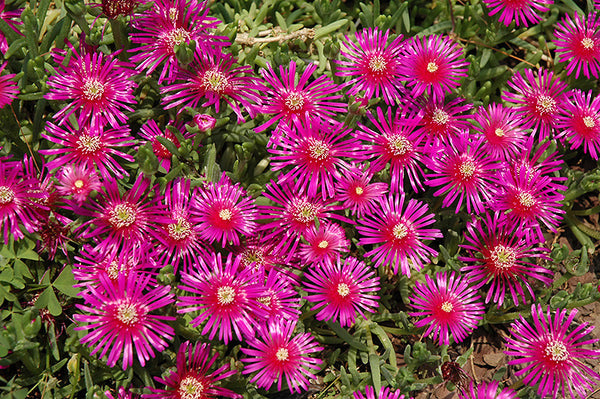 purple ice plant seeds Purple Ice Plant