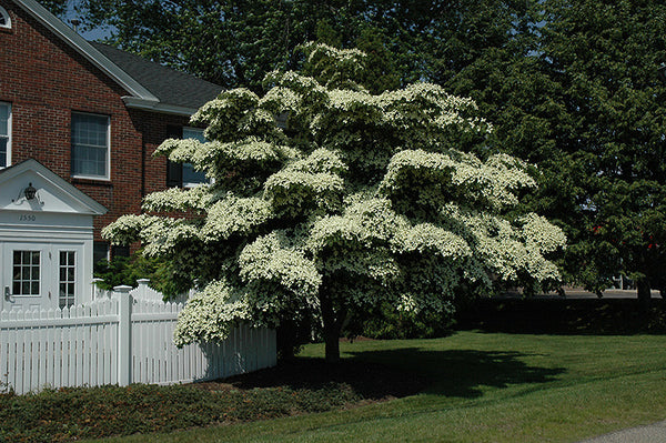 plant dogwood near house Chinese Dogwood – Pike Nursery