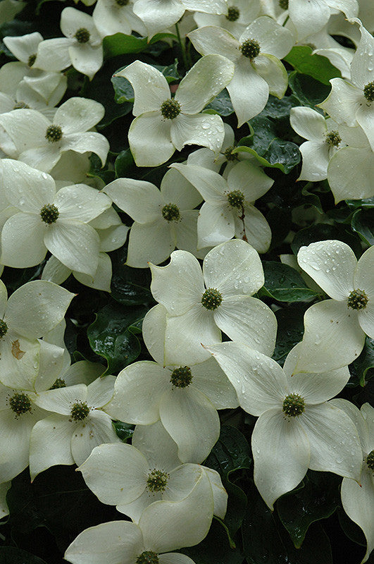 Chinese Dogwood – Pike Nursery