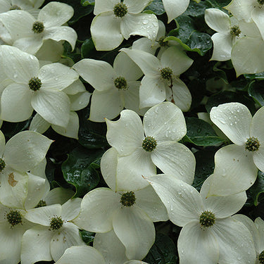 Chinese Dogwood