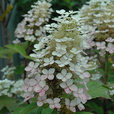 Alice Hydrangea