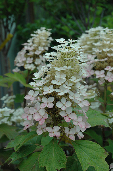 Alice Hydrangea – Pike Nursery