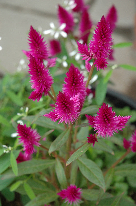 Intenz Celosia – Pike Nursery