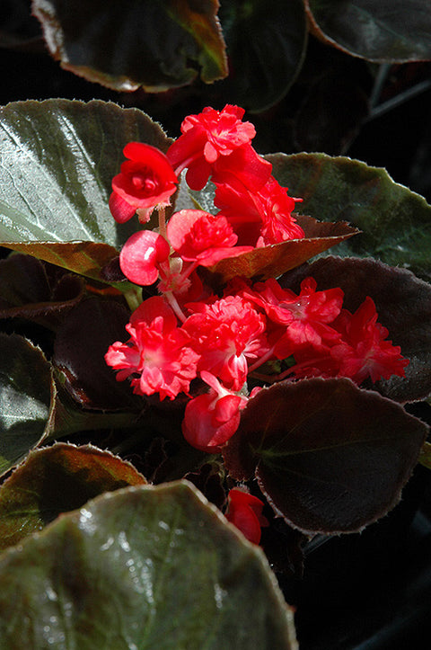 Doublet Red Begonia