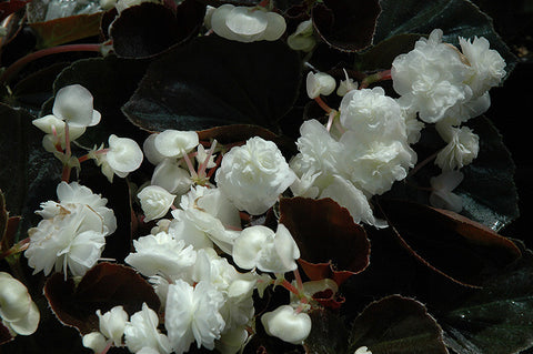 Doublet White Begonia