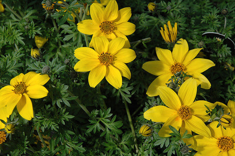 Yellow Charm Bidens