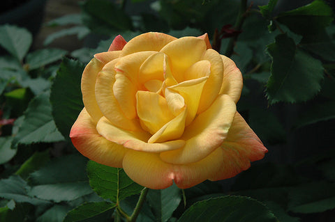 Rio Samba Rose