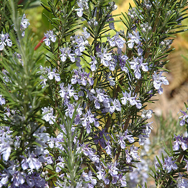 Rosemary Herb