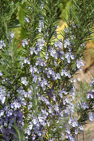 Rosemary – Pike Nursery