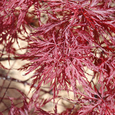 Red Dragon Japanese Maple