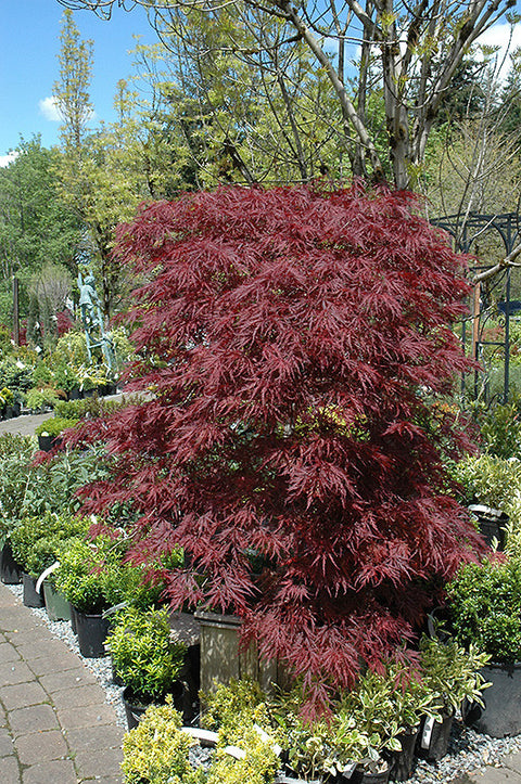 Red Dragon Japanese Maple