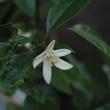 Improved Meyer Lemon